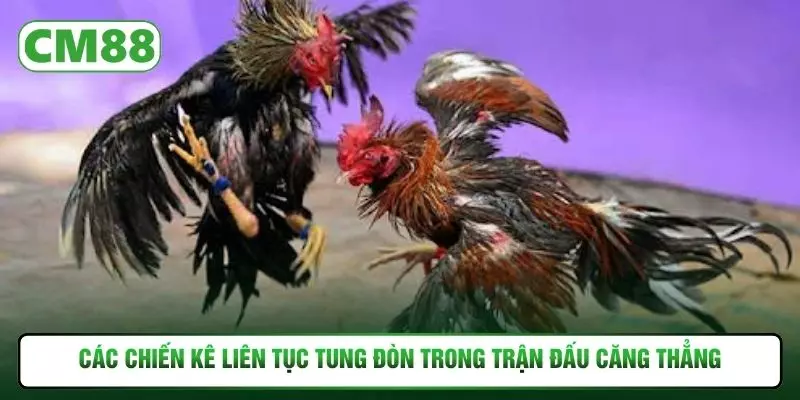 Các chiến kê liên tục tung đòn trong trận đấu căng thẳng