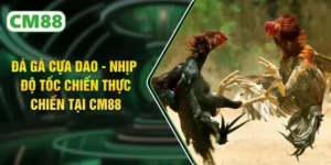 Đá Gà Cựa Dao - Nhịp Độ Tốc Chiến Thực Chiến Tại CM88