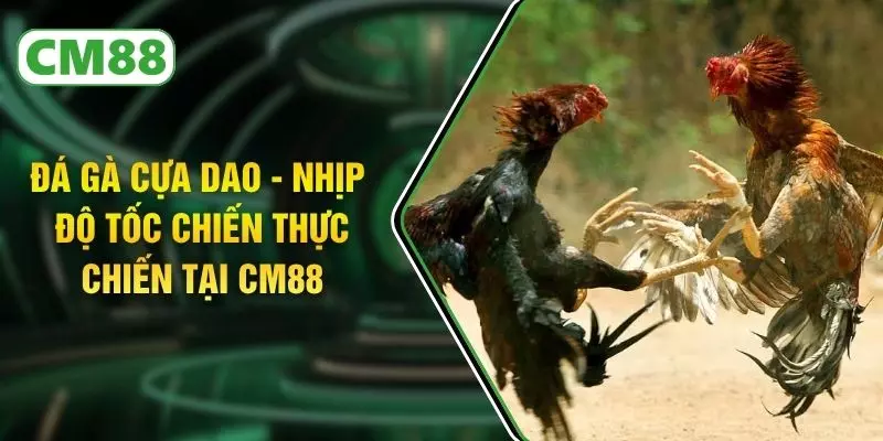 Đá Gà Cựa Dao - Nhịp Độ Tốc Chiến Thực Chiến Tại CM88