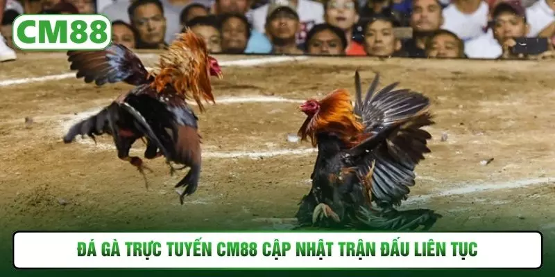 Đá gà trực tuyến CM88 cập nhật trận đấu liên tục
