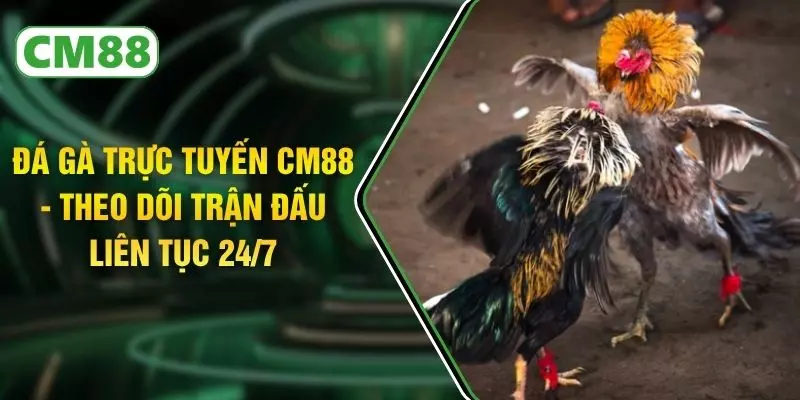 Đá Gà Trực Tuyến CM88 - Theo Dõi Trận Đấu Liên Tục 24/7