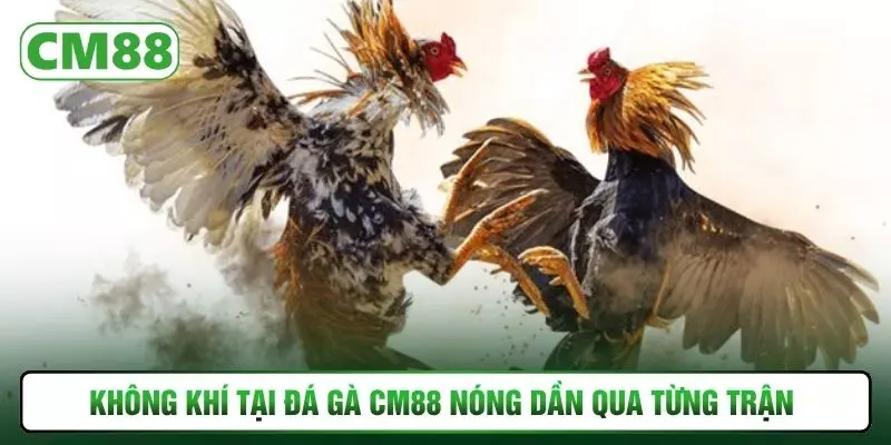 Không khí tại đá gà CM88 nóng dần qua từng trận 