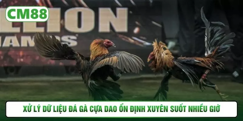 Xử lý dữ liệu đá gà cựa dao  ổn định xuyên suốt nhiều giờ